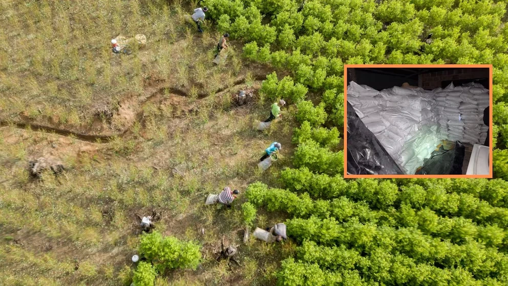 Colombia lidera producción de cocaína, alerta EE.UU.